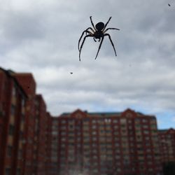 Low angle view of spider against sky