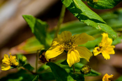 Close-up of yellow flowering plant