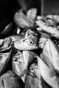 Close-up of fish for sale at market stall during night