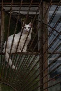 Portrait of cat in cage