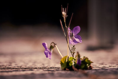 Close-up of purple flowering plant