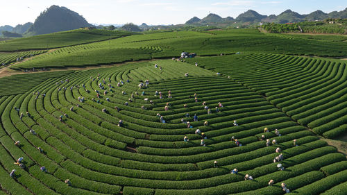 Full frame shot of agricultural field