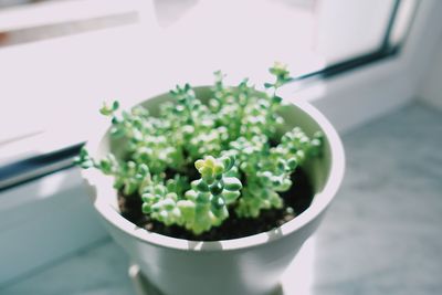 Close-up of potted plant on table