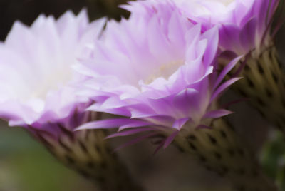 Close-up of purple flowers