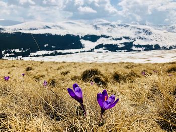 Close-up of purple crocus flowers on land