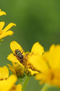 Close-up of insect on yellow flower