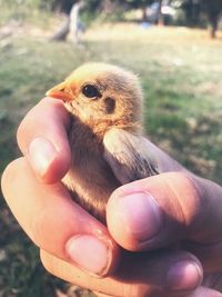 Close-up of hand holding eggs