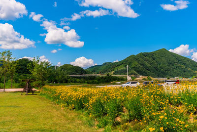 Scenic view of grassy field against sky