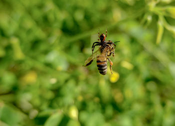 Ungry spider catch and kill an honey bee in a spring flower meadow,nature fauna