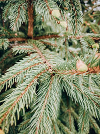 Close-up of pine tree leaves