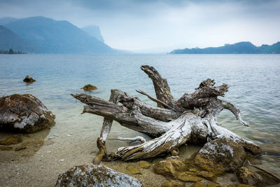 Driftwood on rock by sea against sky