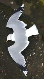 High angle view of white swan flying over lake