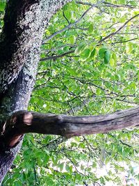 Plant growing on tree trunk