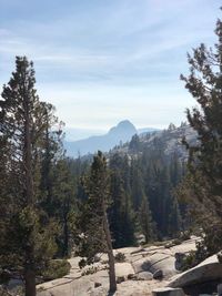 Scenic view of pine trees against sky during winter