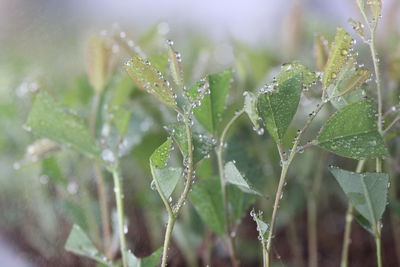 Close-up of wet plant leaves during rainy season