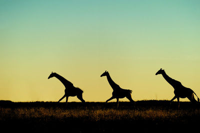 Giraffe in safari park in africa