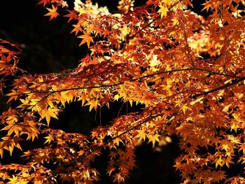 Close-up of maple leaves on tree during autumn