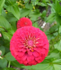 Close-up of pink flower blooming outdoors