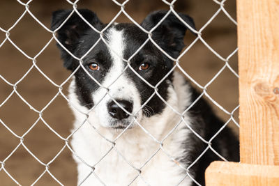 Close-up portrait of dog seen through chainlink fence