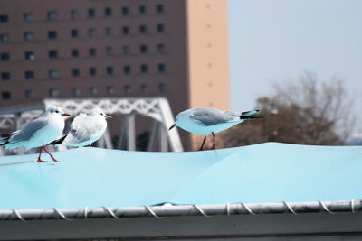 Seagulls perching on a building