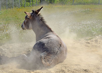 Side view of a horse in the water