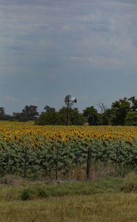 Scenic view of sunflower field against sky