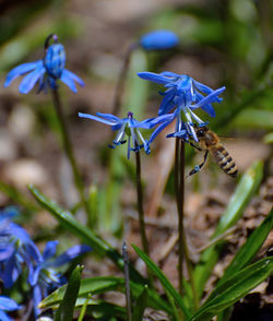 Close-up of purple flowering plant on field