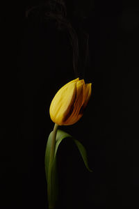 Close-up of yellow flower against black background