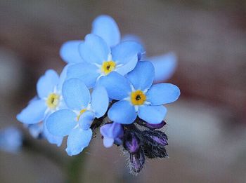 Close-up of flowers