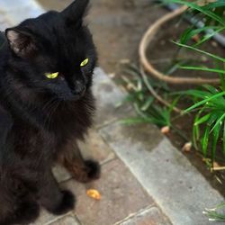 Black cat sitting outdoors