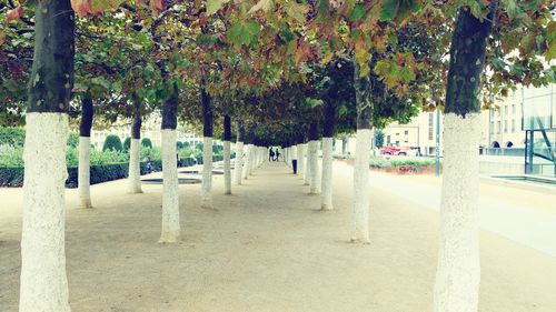 Panoramic view of trees in row