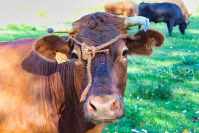 Portrait of cow on field