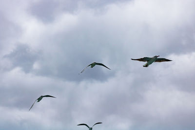 Low angle view of seagulls flying in sky