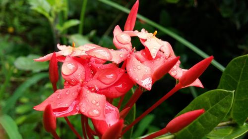 Close-up of water drops on pink flower