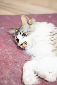 Close-up of a cat lying down