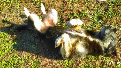 High angle view of cat lying on grass