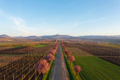 Gyongyostarjan, hungary - aerial view about beautiful blooming plum trees by the road.