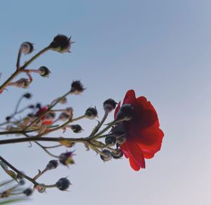 Low angle view of red flowering plant against clear sky