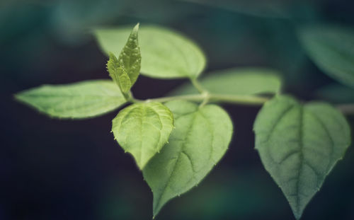 Close-up of fresh green leaves