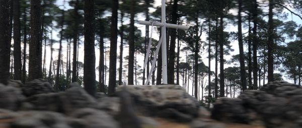 Panoramic shot of trees in forest