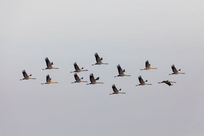 Low angle view of birds flying