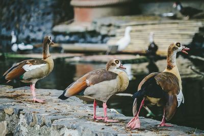 Close-up of birds