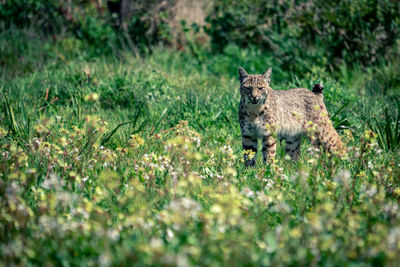 Bobcat prowling among the wildflowers