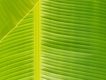 Full frame shot of green leaves