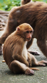 Close-up of monkey sitting outdoors