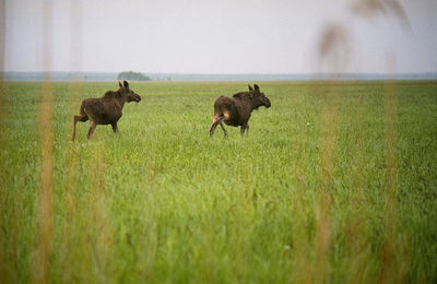 Sheep grazing on field