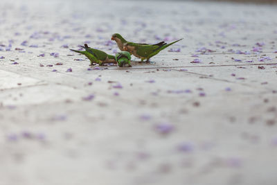 Close-up of parakeets on floor