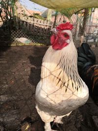 Close-up of rooster