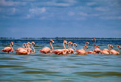 View of birds in sea against blue sky