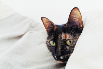 Close-up portrait of a cat